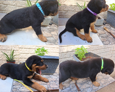 Rottweiler Puppies For Sale- With First Shots