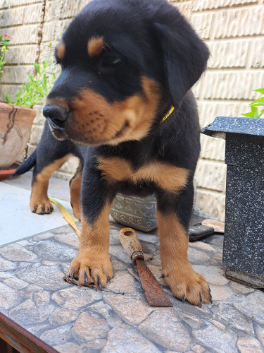 Rottweiler Puppies For Sale- With First Shots