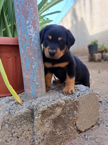 Rottweiler Puppies For Sale- With First Shots