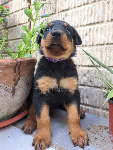 Rottweiler Puppies For Sale- With First Shots
