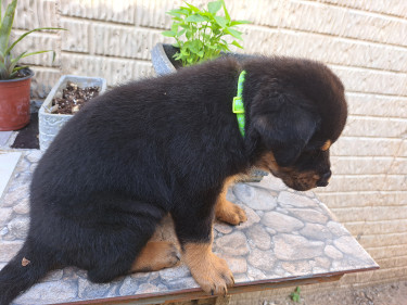 Rottweiler Puppies For Sale- With First Shots