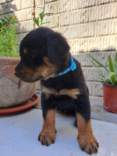 Rottweiler Puppies For Sale- With First Shots