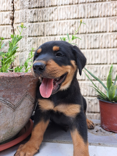 Rottweiler Puppies For Sale- With First Shots
