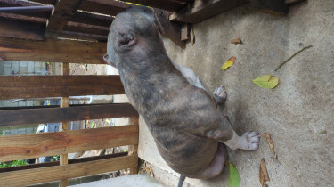 2yr+ Female American Bully 