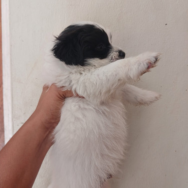 SALE! Shih Pom Puppies