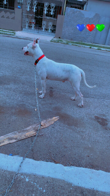 Stud Available Free Of Cost Just Need 2 Pups