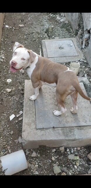 Pitbull