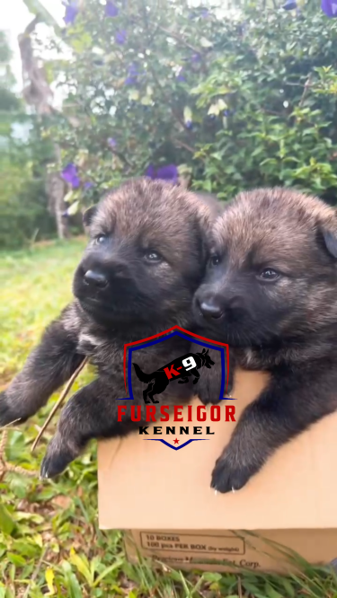 Registered Czech German Shepherd Puppies