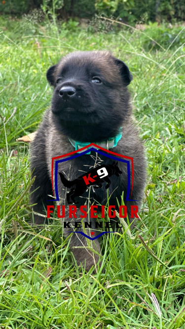 Registered Czech German Shepherd Puppies