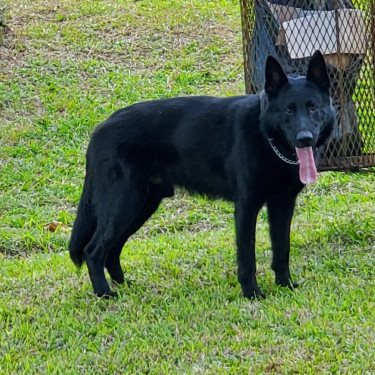 Registered Czech German Shepherd Puppies