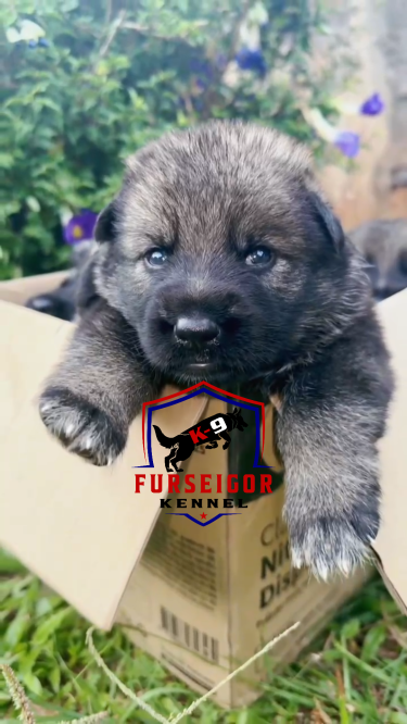 Registered Czech German Shepherd Puppies