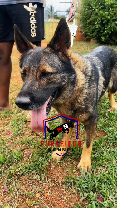 Registered Czech German Shepherd Puppies