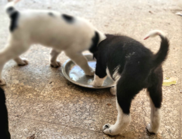 Akita Puppies