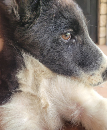 Akita Puppies:  BIG PRICECUT 1 LEFT. 