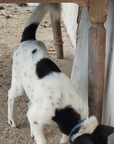 Akita Puppies:  BIG PRICECUT 1 LEFT. 