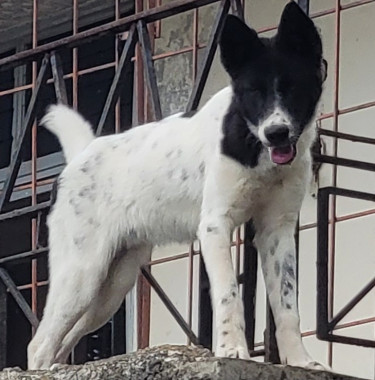 Akita Puppies:  BIG PRICECUT 1 LEFT.  Dogs Red Hills