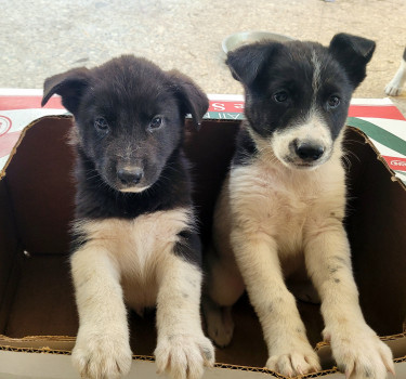 Akita Puppies
