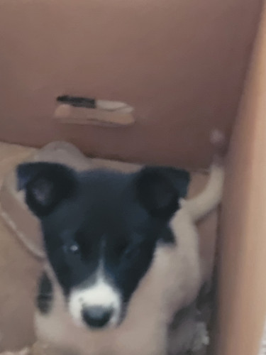 Akita Puppies
