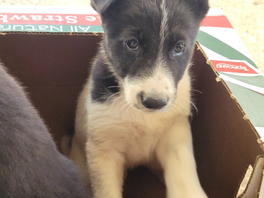 Akita Puppies