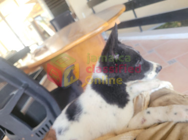 Akita Puppies:  BIG PRICECUT 1 LEFT. 