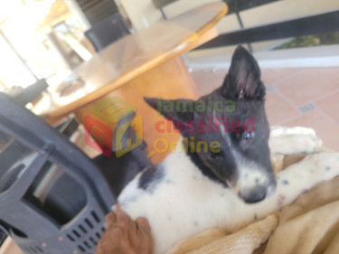 Akita Puppies:  BIG PRICECUT 1 LEFT. 