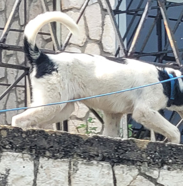 Akita Puppies:  BIG PRICECUT 1 LEFT. 