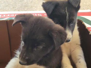 Akita Puppies