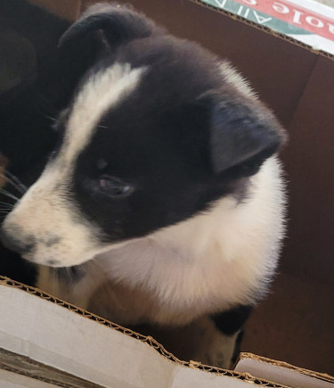 Akita Puppies