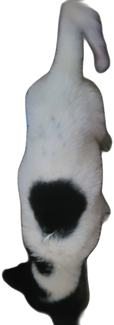 Akita Puppies