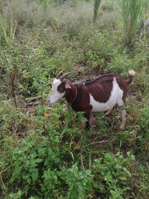 Doe/Nanny Goat Livestock Elderslie