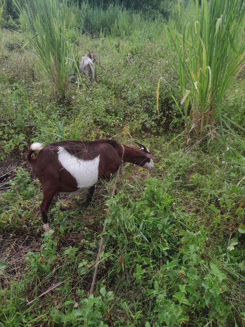 Doe/Nanny Goat