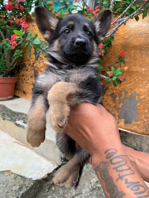 Pure Bred German Shepherd Pups