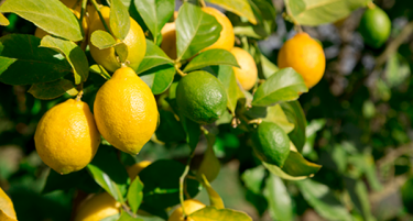 SEEKING SOUR CITRUS (LIMES, SEVILLE ORANGES, LEMON