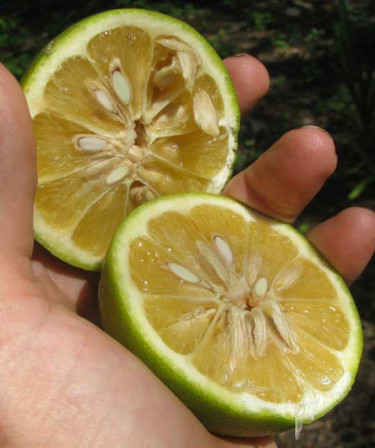 SEEKING SOUR CITRUS (LIMES, SEVILLE ORANGES, LEMON