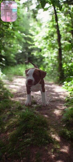 AMERICAN BULLY/ PITBULL STYLE REDNOSE