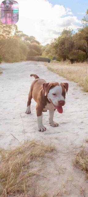 AMERICAN BULLY/ PITBULL STYLE REDNOSE