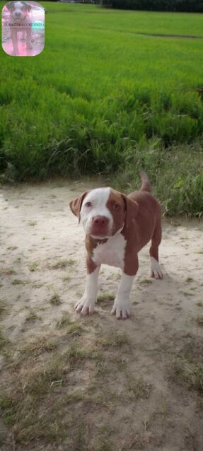AMERICAN BULLY/ PITBULL STYLE REDNOSE