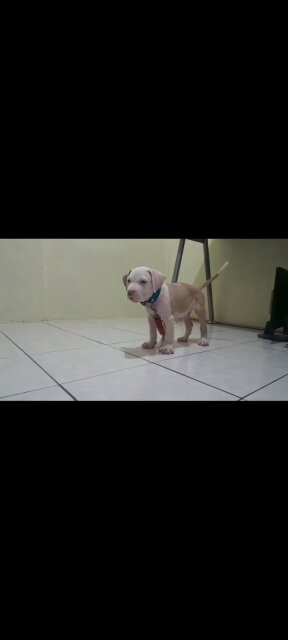 AMERICAN BULLY/ PITBULL STYLE PUP