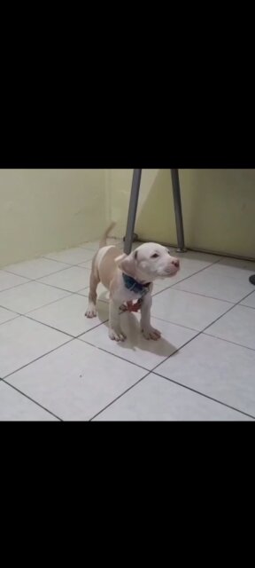 AMERICAN BULLY/ PITBULL STYLE PUP