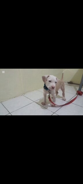 AMERICAN BULLY/ PITBULL STYLE PUP