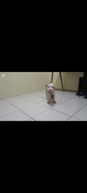 AMERICAN BULLY/ PITBULL STYLE PUP