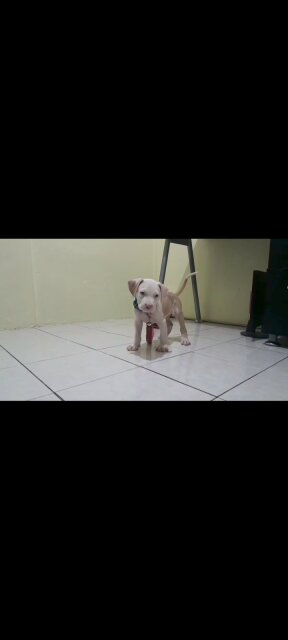 AMERICAN BULLY/ PITBULL STYLE PUP