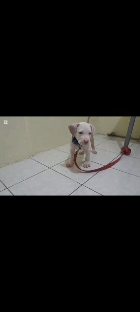 AMERICAN BULLY/ PITBULL STYLE PUP