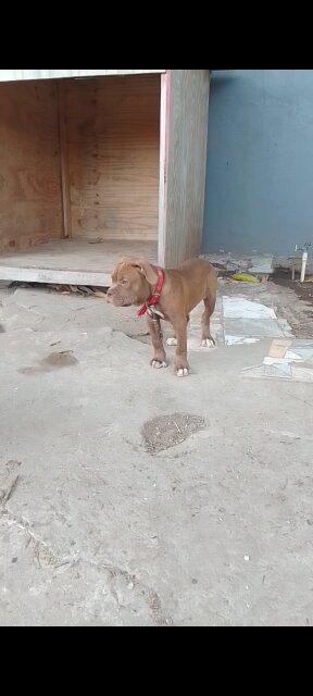 AMERICAN BULLY FEMALE BULLDOG STYLE