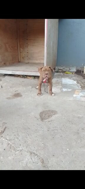 AMERICAN BULLY FEMALE BULLDOG STYLE