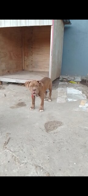AMERICAN BULLY FEMALE BULLDOG STYLE