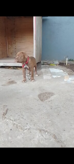 AMERICAN BULLY FEMALE BULLDOG STYLE