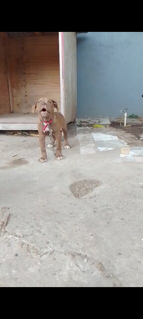 AMERICAN BULLY FEMALE BULLDOG STYLE