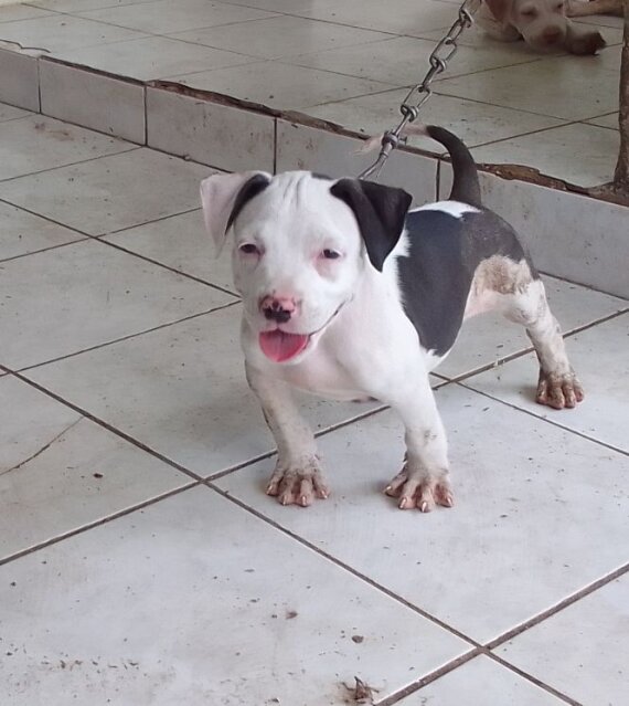 AMERICAN BULLY/ PITBULL STYLE PUPS