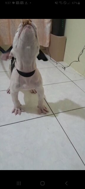AMERICAN BULLY/ PITBULL STYLE PUPS